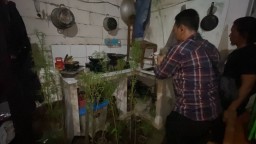 BNNP gerebek rumah tempat budidaya tanaman ganja di bekasi ( jabar memanggil/ist) 