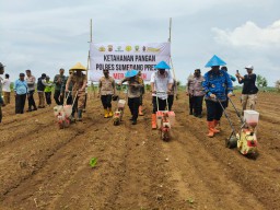 Kapolres Sumedang AKBP Joko Dwi Harsono bersama unsur Forkopincam lakukan penanaman jagung hibrida di Ujungjaya. Selasa (19/11/2024). 
