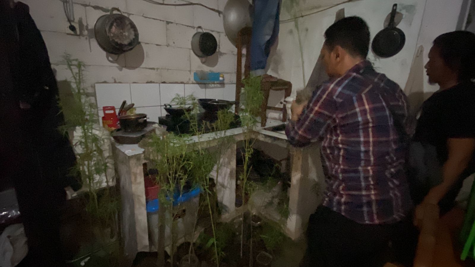 Satpam di Bekasi Tanam Pohon Ganja, Sudah 2 Kali Panen