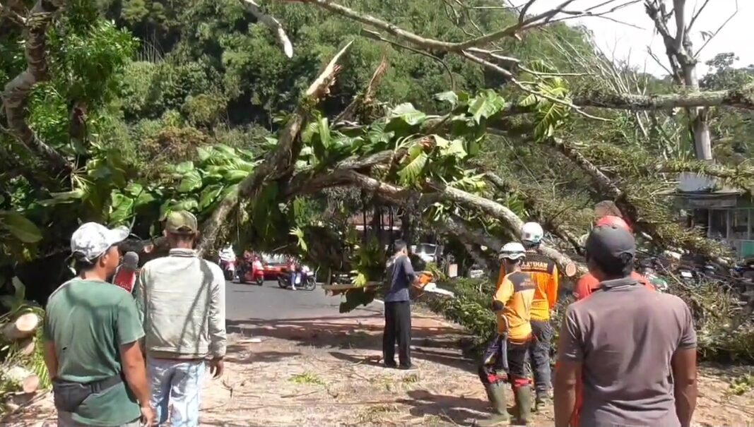 Pohon Mahoni Tumbang Di Jalur Cadas Pangeran Sumedang