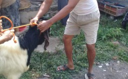 Keterangan: Hewan kurban Kambing. (FOTO: Jateng Memanggil/Ist)
