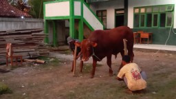 Sapi kurban dari Ketua Umum Partai Gerindra, Prabowo Subianto diserahkan ke Ponpes Nurul Hidayah, Desa Bacem, Kecamatan Banjarejo, Kabupaten Blora, Jawa Tengah. (Jateng Memanggil/Ist)