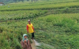 Terlihat Sawah Habis Terendam Banjir (Jateng Memanggil/Ist)