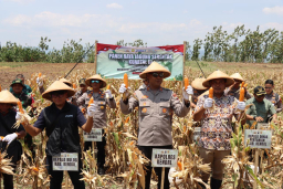 Keterangan: Kapolres Kendal, AKBP Hendry Susanto Sianipar (depan tengah) saat mengikuti acara panen raya, di Desa Jatirejo, Ngampel, Kendal, Sabtu 27/09/2025. (Hms)