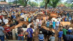Pasar Hewan Kembali Dibuka