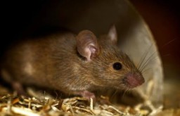Ilustrasi tikus. (Memanggil.co/Ist)