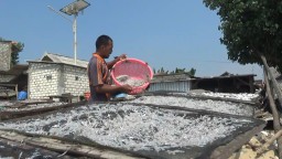 Cuaca panas menjadi berkah bagi para produsen ikan teri nasi di Tuban.