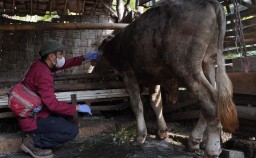 Tim kesehatan hewan Tuban turun lapangan melakukan tindakan seperti pemberian antibiotik (Memanggil.co/lst)