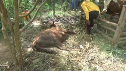 Sapi kondisinya sekarat akibat terserang LSD di Desa Gaji, Kecamatan Kerek, Kabupaten Tuban, Kamis (04/05/2023). (Memanggil.co/Khusni Mubarok)