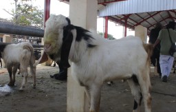 Kambing jantan. (Memanggil.co/Ist)