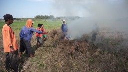 Frustasi gagal panen, petani di Tuban bakar tanaman padi.