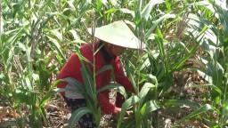 Petani jagung di Kabupaten Tuban gagal panen akibat kemarau dan hama tikus.
