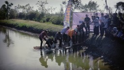 Pj Bupati Jepara Edy Supriyanta meebar bibit ikan dalam temu lapang klaster budidaya ikan bandeng di Desa Ujungwatu. (Memanggil.co)