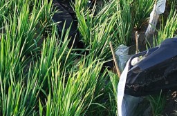 Petani di Blora selatan kembali kesetrum jebakan tikus bertegangan listrik. (Memanggil.co/Ist)