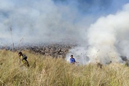 Kebakaran lahan di Blok Savana Lembah Watangan atau Bukit Teletubbies di wilayah Taman Nasional Bromo Tengger Semeru (TNBTS) (Memanggil.co/Antara)