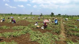 Petani kacang di Kabupaten Tuban raup untung besar. (Memanggil.co/Khusni Mubarok)