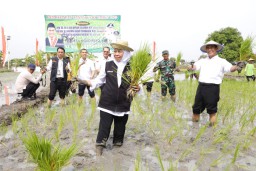 Gubernur Jawa Timur Khofifah Indar Parawansa bersama Menteri Pertanian Amran Sulaiman menanam padi di Tuban. (Memanggil.co/Khusni Mubarok) 