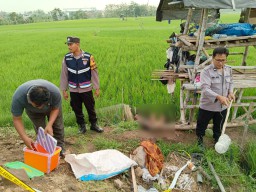 Warga Dukuh Lumpur Desa Bumirejo Pati ditemukan tewas kesetrum listrik di sawah. (Humas Polresta Pati for memanggil.co)