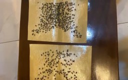 VIDEO Penampakan Lalat-Lalat yang Diperangkap Warga Todanan Blora Pakai Lem