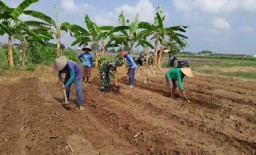 Serka Ainal Huda melaksanakan Bintahwil pendampingan petani menggarap sawah di Desa Paparingan Kudus. (Memanggil.co/ist)