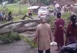 Ardyan Dwi Candra siswa SD Negeri Wuwur, Kecamatan Pancur, Kabupaten Rembang pada Senin 26 Februari 2024. Sekitar pukul 09.30 WIB mengalami kecelakaan karena kejatuhan pohon randu hingga meninggal dunia. (Foto: Rinduwan/Memanggil.co)