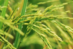 Tanaman padi (Memanggil.co/Pixabay)