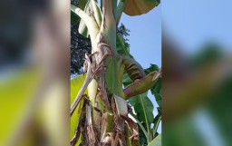 Pohon pisang dengan dua jantung di halaman rumah Yulianingsih, warga di Desa Babagan, Kecamatan Lasem, Kabupaten Rembang. (Foto: Rinduwan/memanggil.co)