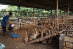Kiswanto, sedang memberi pakan bebek petelur di kandangnya. (Memanggil.co/Ist) 