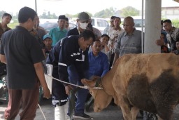 Tim ahli dari Balai Besar Pelatihan Peternakan Provinsi Jawa Timur, memberikan bimbingan teknis penyembelihan hewan
