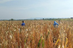 Petani di Desa Palon, Kecamatan Jepon, Kabupaten Blora, saat panen jagung. (Memanggil.co/Dian) 