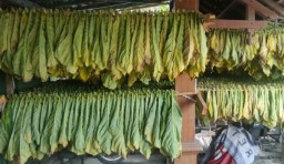 Foto hasil panen tembakau petani Desa Palon, Kecamatan Jepon, Kabupaten Blora. (Memanggil.co/Dian)