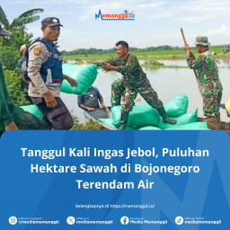 VIDEO Tanggul Kali Ingas Jebol, Puluhan Hektare Sawah di Bojonegoro Terendam Air