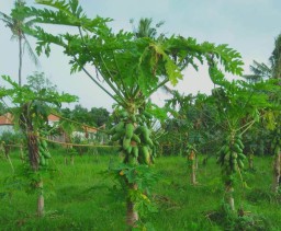 Pohon Buah Pepaya (Memanggil.co/Buleleng.go.id)