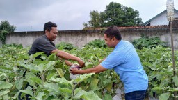 Polres Blora Iptu M. Ansori saat memanen terong (Memanggil.co/Ma’rifah Nugraha)