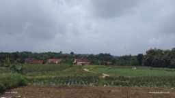 Chili plants of farmers in Bogorejo Village, Bogorejo Subdistrict, Blora Regency (Memanggil.co/Teguh)
