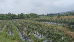 Tanaman cabai petani di Desa Bogorejo, Kecamatan Bogorejo, Kabupaten Blora (Memanggil.co/Teguh)