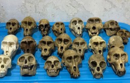 Tengkorak Yang Diamankan Direktur Penindakan Pidana Kehutanan Ditjen Gakkum, Kemenhut RI (Memanggil.co/Antara)