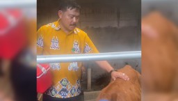Kepala Dinas Pangan, Pertanian, Peternakan, dan Perikanan (DP4) Kabupaten Blora, Ngaliman, meninjau langsung pelaksanaan vaksinasi untuk mencegah Penyakit Mulut dan Kuku (PMK) pada sapi (Memanggil.co/TikTok @alim_brotoseno)