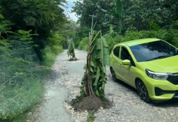 Jalan bobrok di Desa Cabak menuju Desa Bleboh, Kecamatan Jiken, Kabupaten Blora, terlihat ditanami pohon pisang. (Memanggil.co/Andika) 