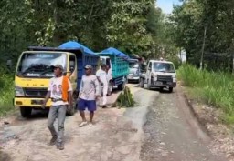 Tangkapan layar dari stori Whatsapp Sekretaris TP2D Blora, Joko Handoyo, memperlihatkan video truk-truk angkutan batu grosok yang masuk jalan Cabak - Bleboh. (Memanggil.co/Ist) 