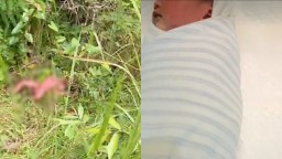 Penemuan seorang bayi laki-laki yang tergeletak di semak-semak hutan di pinggir Jalan Blora-Randublatung, Jumat (4/4/2025) pagi (Memanggil.co/Ist)