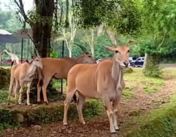 Salah satu sudut koleksi satwa di Taman Safari Indonesia Bogor, Jawa Barat. (Foto: Istimewa)