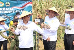 Kegiatan panen benih sorgum tersertifikasi di lahan kelompok Tani Barokah, Dukuh Gelam, Desa Kedungwungu, Kecamatan Todanan, binaan LDII, Minggu (11/5/2025) (Foto: Blorakab.go.id)