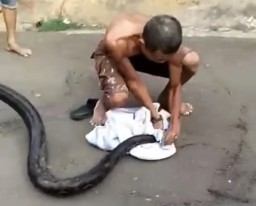 Upaya Joko ketika menangkap ular piton sepanjang 5 meter. (Memanggil.co/Abdul Rohman) 