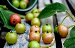 Buah kersen atau Muntingia calabura. (Foto: dok. Dinkes Kab.Badung) 
