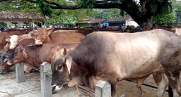 Sapi kurban (Foto: blora.kab.go.id)