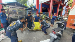 BBKSDA Jatim Evakuasi Puluhan Ular Besar di Permukiman Kabupaten Gresik. Foto: BBKSDA Jatim.