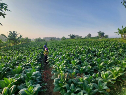 Lahan tembakau di Rembang. Foto: Istimewa.