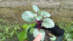 Daun binahong (Anredera cordifolia) dikenal sebagai tanaman herbal yang kaya manfaat bagi kesehatan. (Foto: Arief Miko/Memanggil.co)