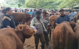 Sapi yang dipasarkan di salah satu pasar hewan di Kabupaten Tuban. (Foto: Memanggil.co)